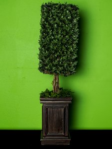 Squared off potted shrubbery